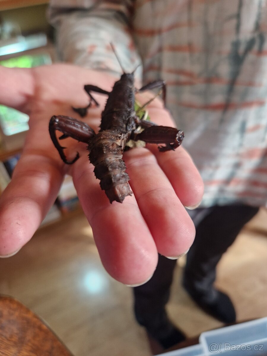 Strašilka ostrohatá - 3