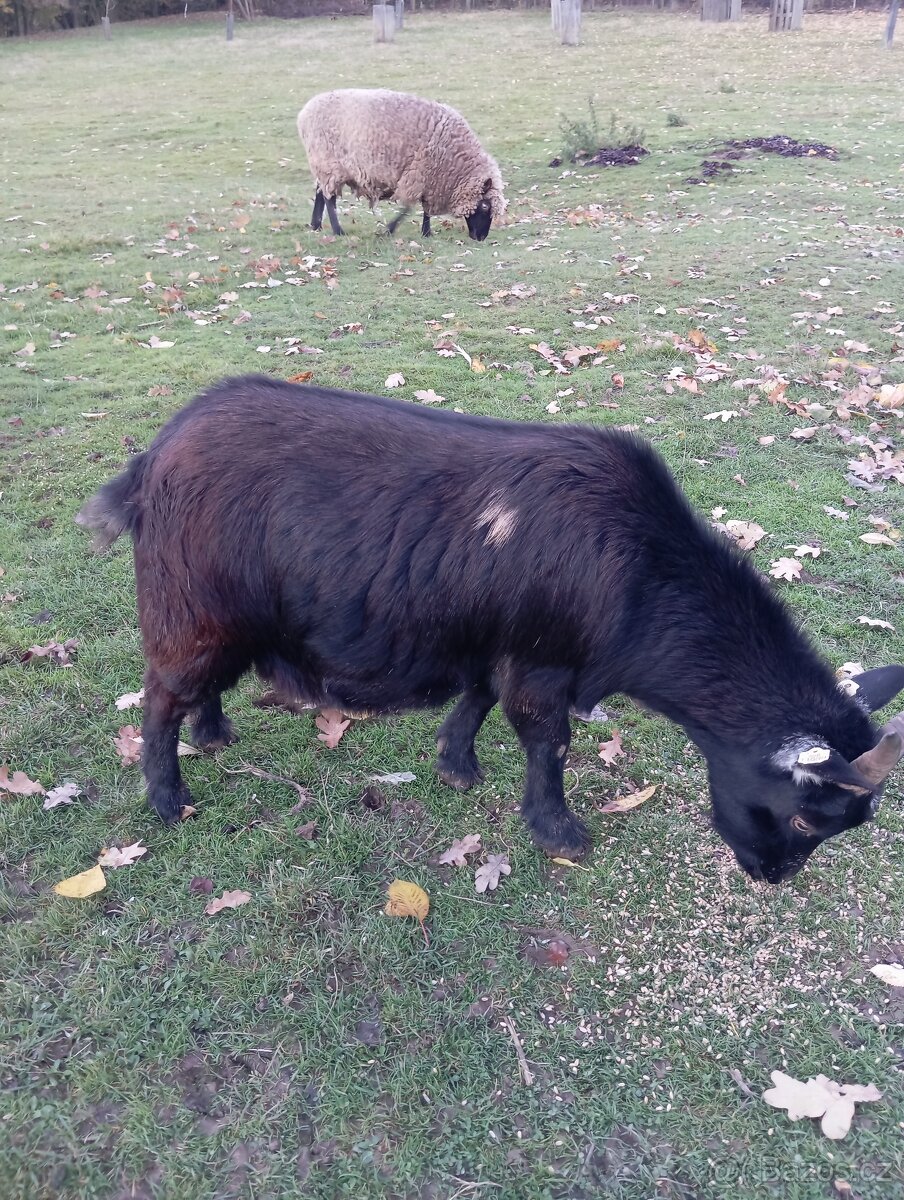 Holandska zakrslá Koza - 3