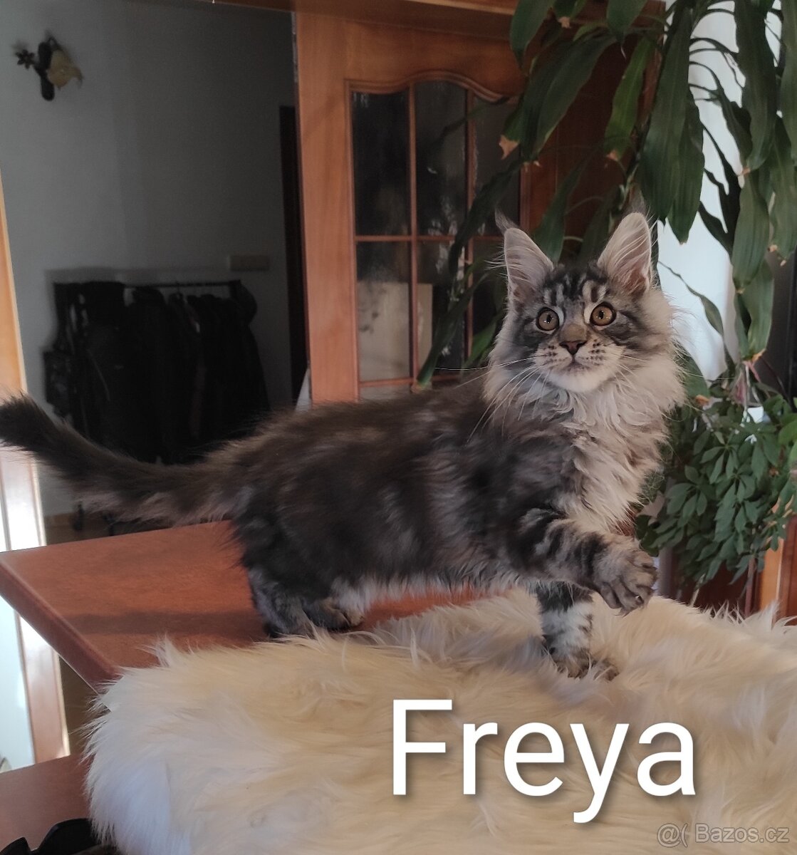 Mainská mývalí koťátka s PP - 3