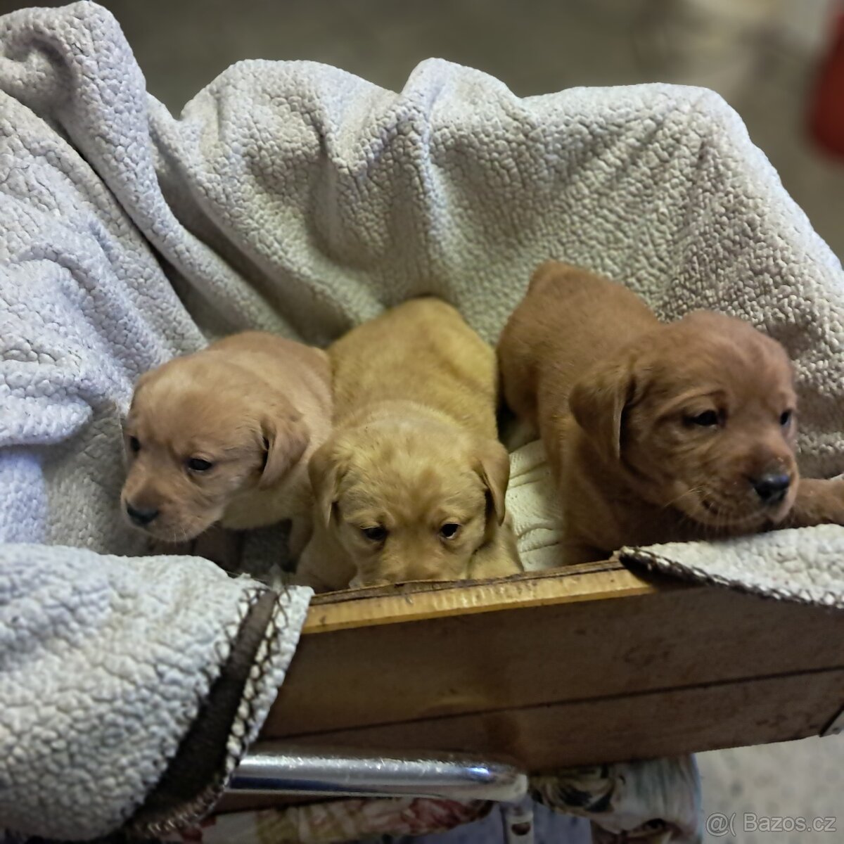 Labradorský retriever s PP - 3