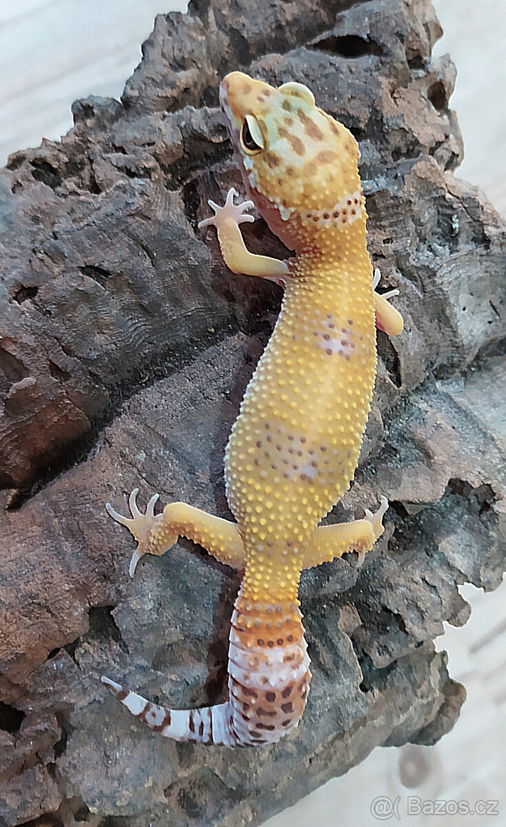 Gekončík noční - letošní mláďata - 3