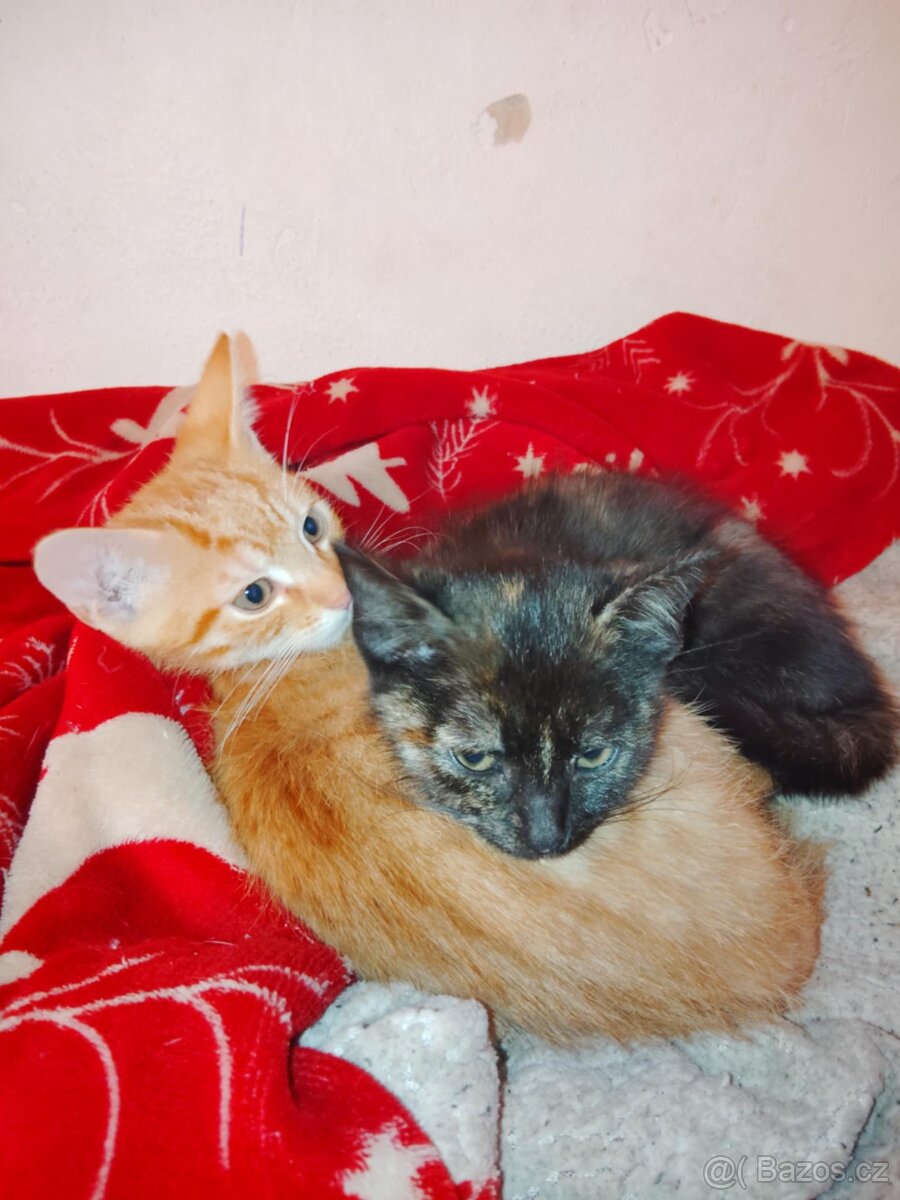 Darujeme 4měsíční koťata – hodná a naučená na WC - 3