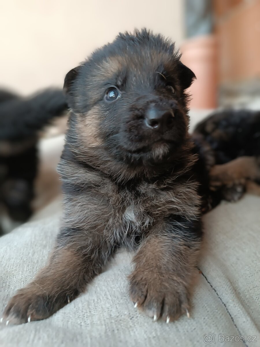 Německý ovčák s PP pejsek - 3