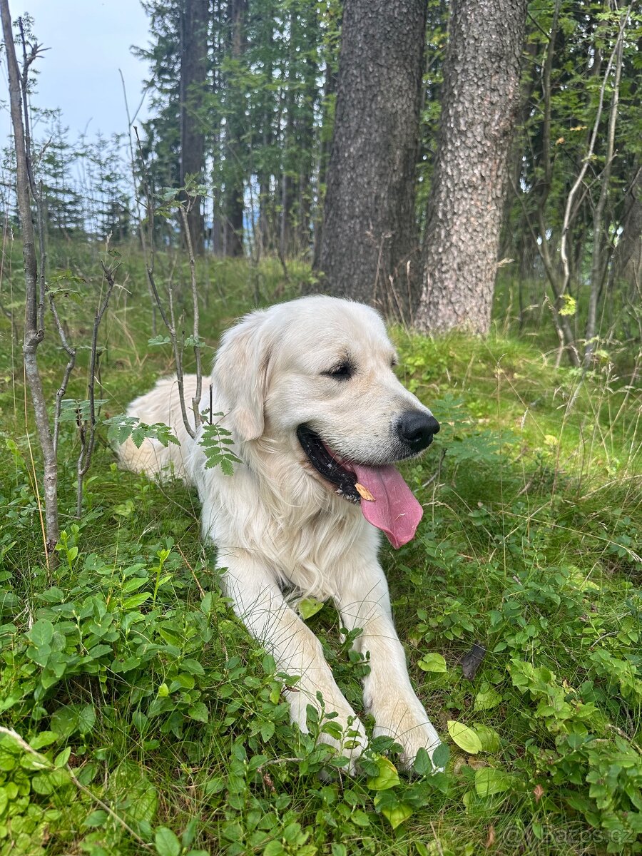 Zlatý retriever - 3