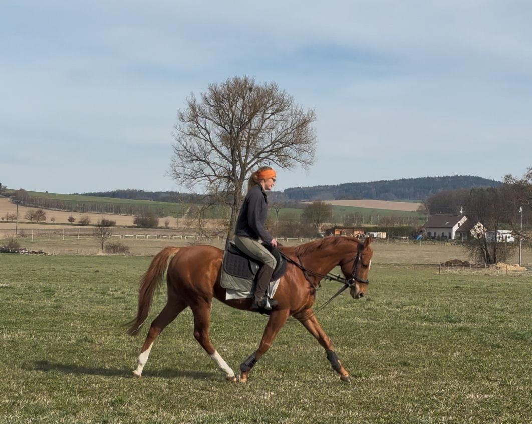 4letý valach A1/1 - 3