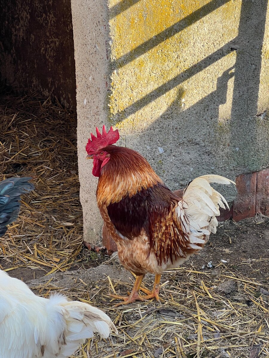 Kohouti na prodej - 3