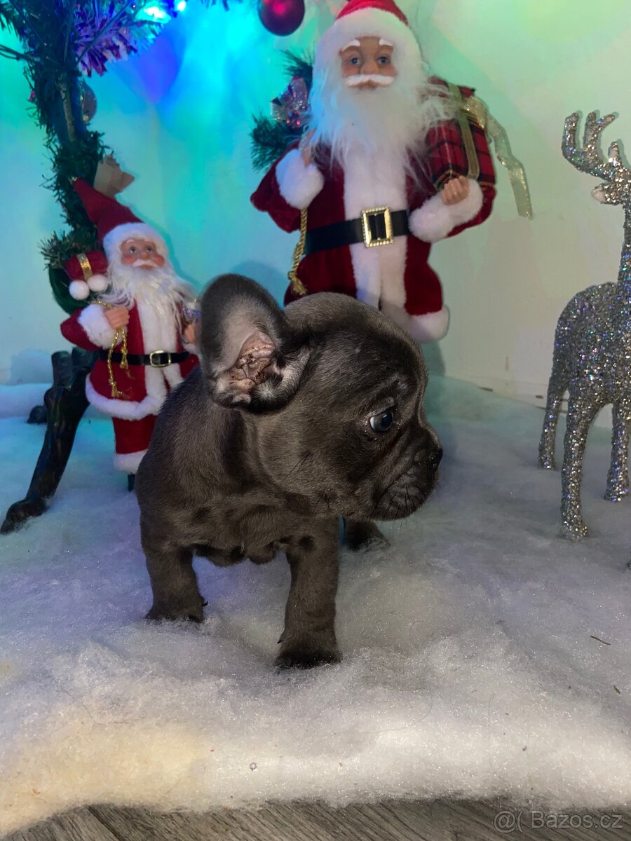Francouzský buldoček - 3