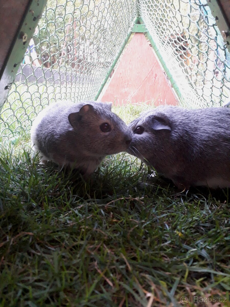 Venkovní výběh pro hlodavce - 3