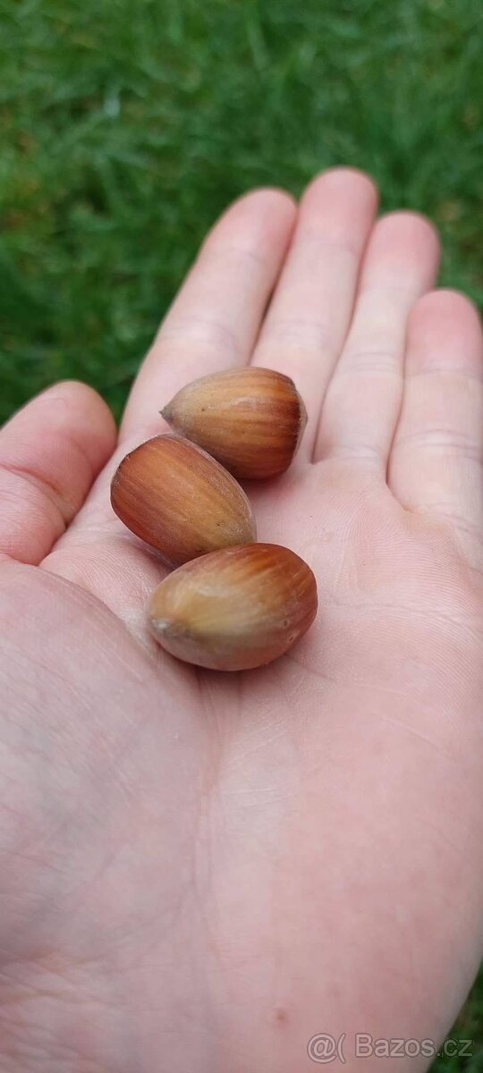 Lískové oříšky - 3