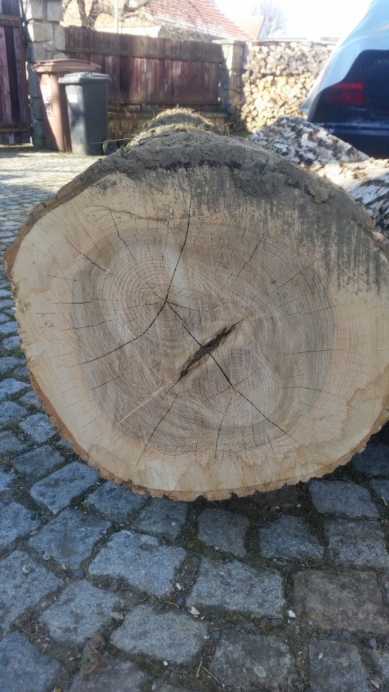 Ořešák, jasan - 3