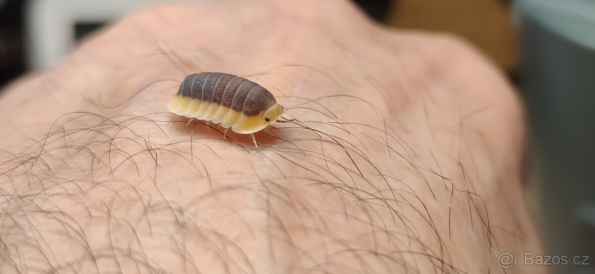 Cubaris Lemon Blue - 3