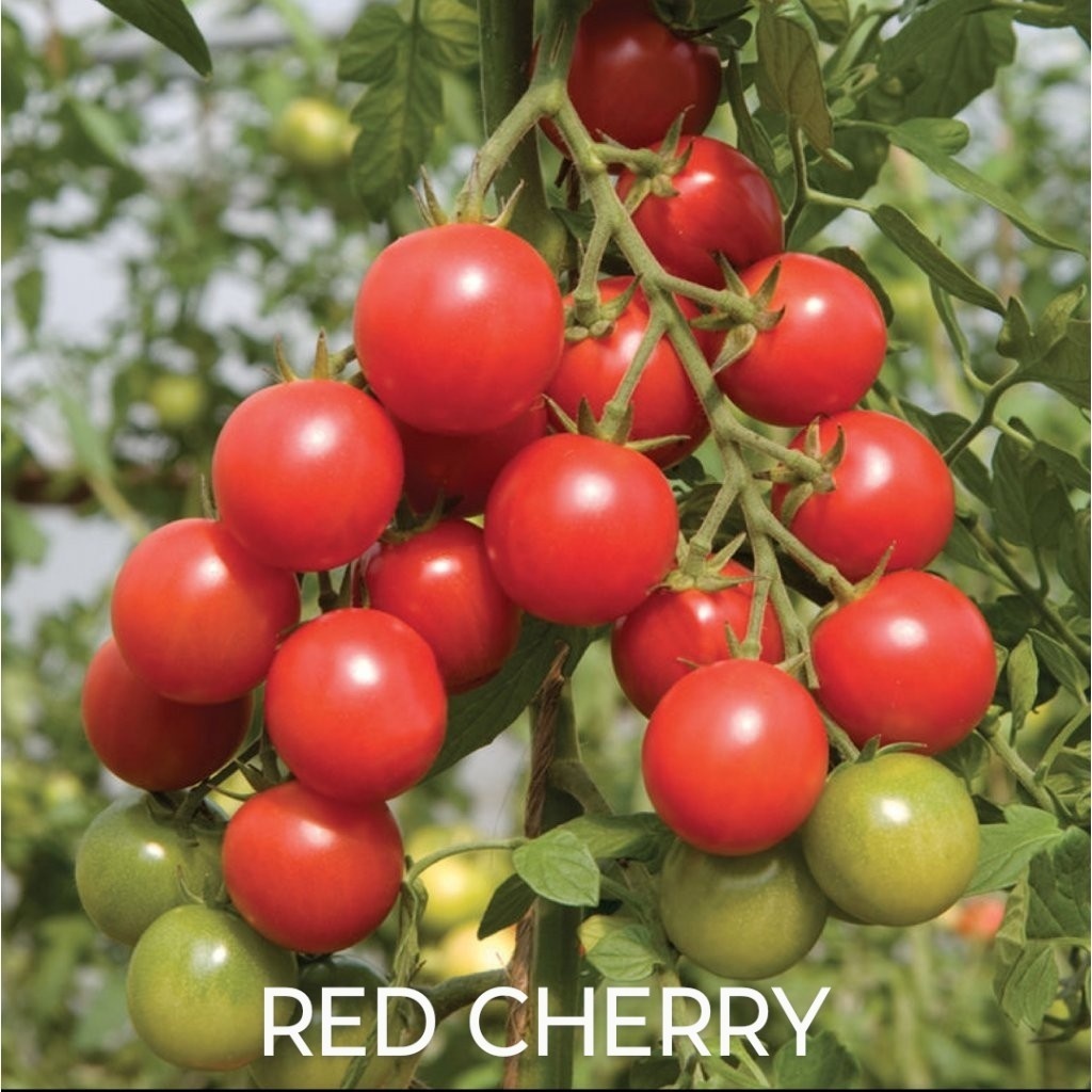 Semínka chilli papriček, paprik a rajčat - 3