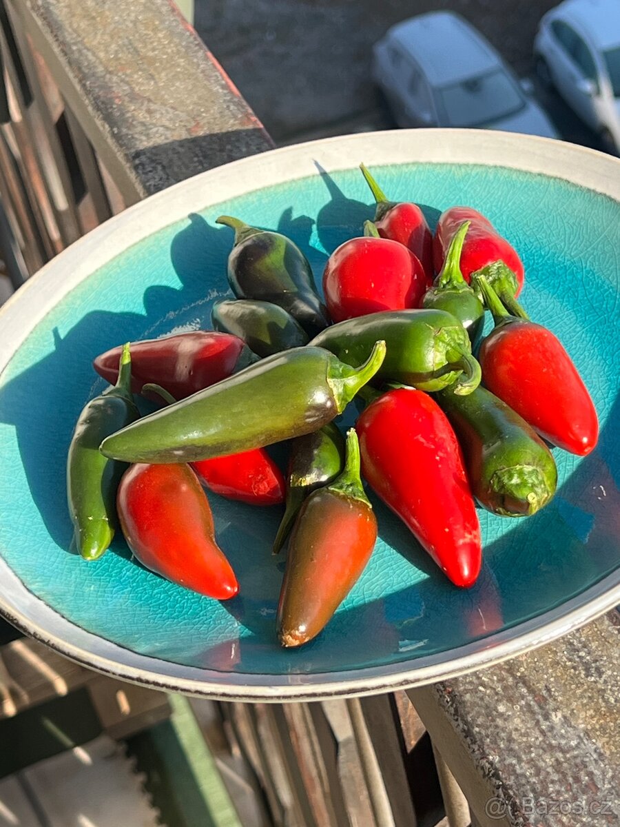 Sazenice chilli - 3