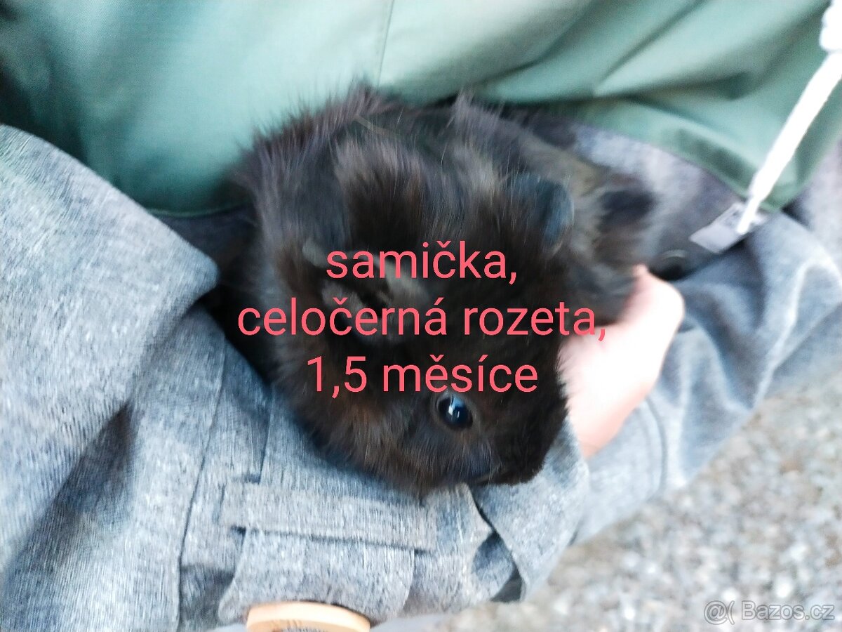 Morčátka - 3