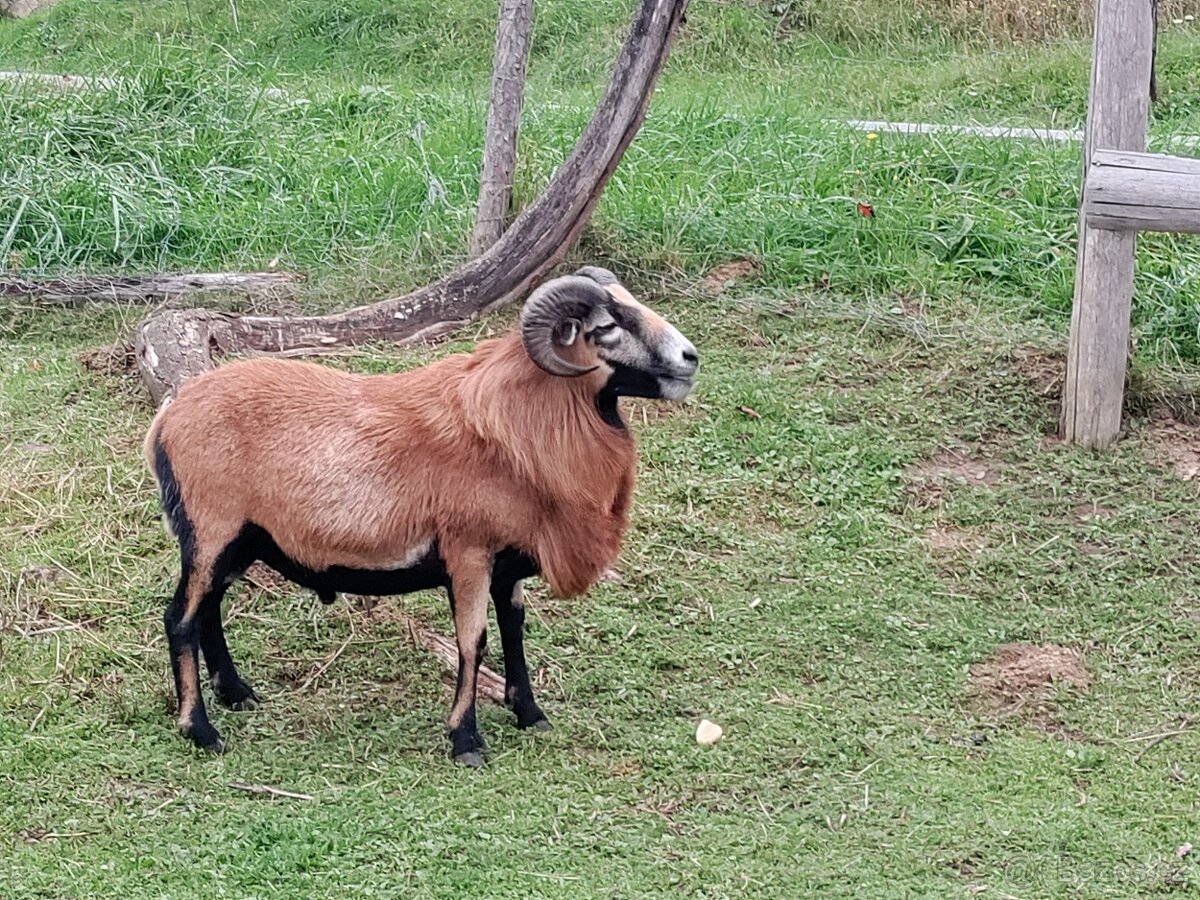 Kamerunský beran - 3