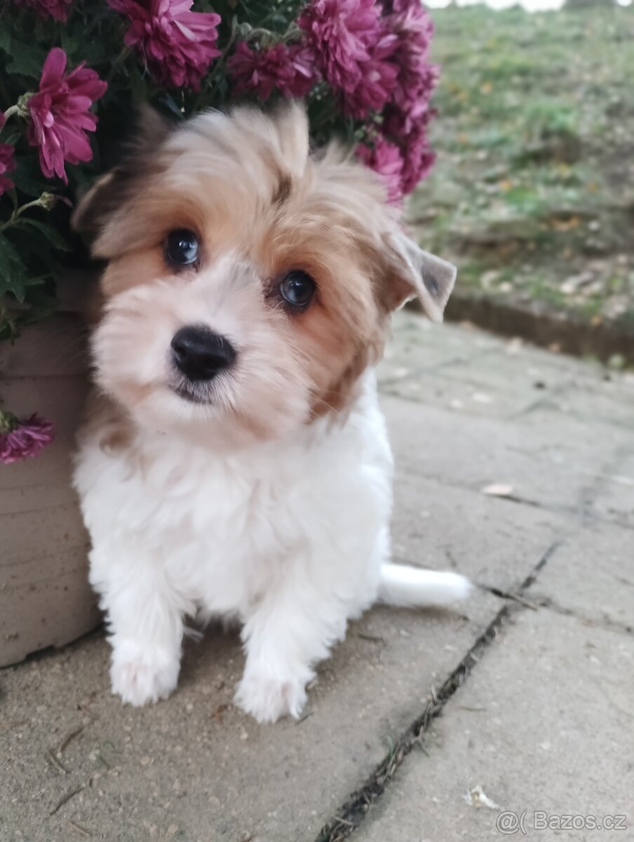 Yorkshire teriér Biro(Jorkšírský teriér Biro) - 3