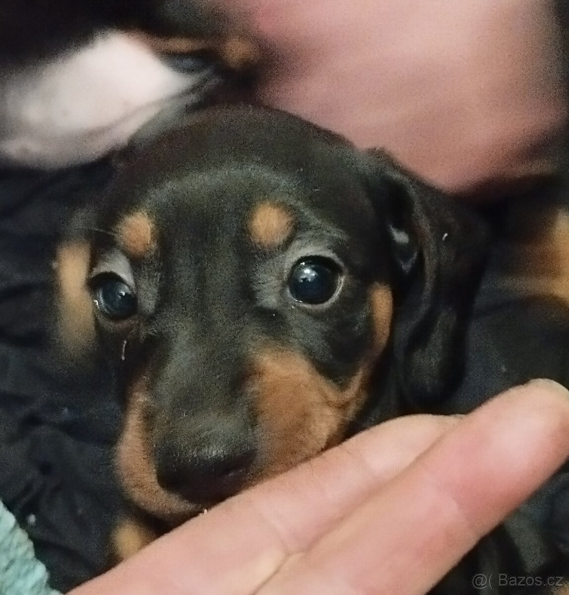 Krátkosrstý jezevčík - 3