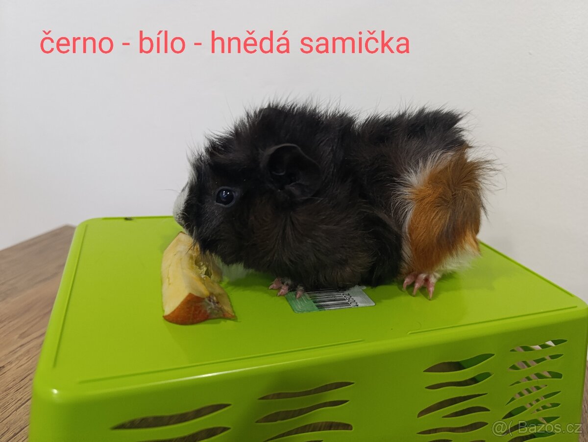 Prodám morčata - 3