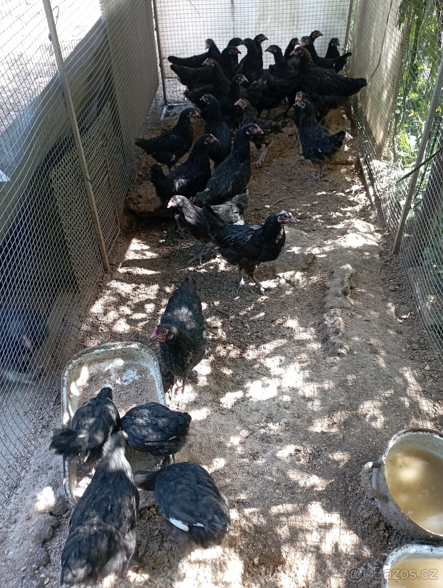 Nasadova vejce marans Brno - 3