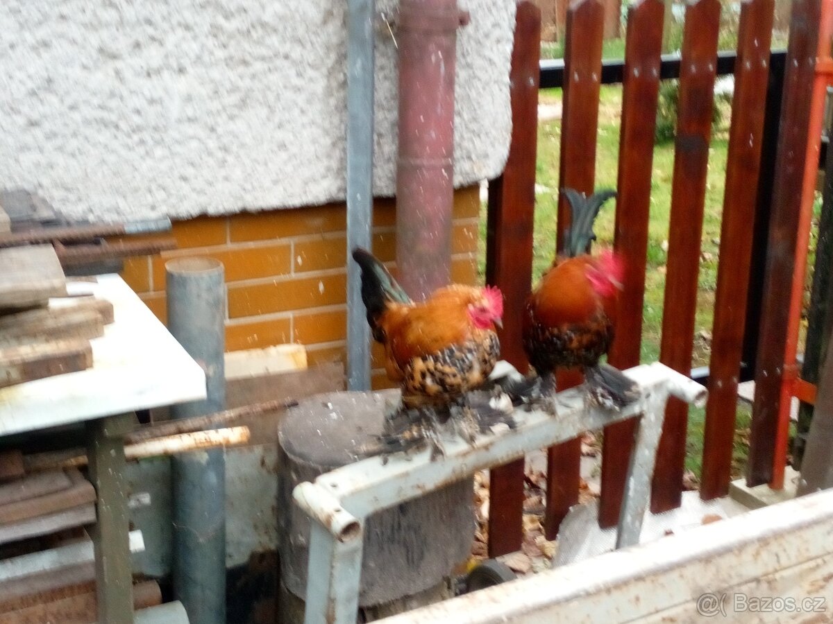 Zakrslá rousná (kohout) - 3