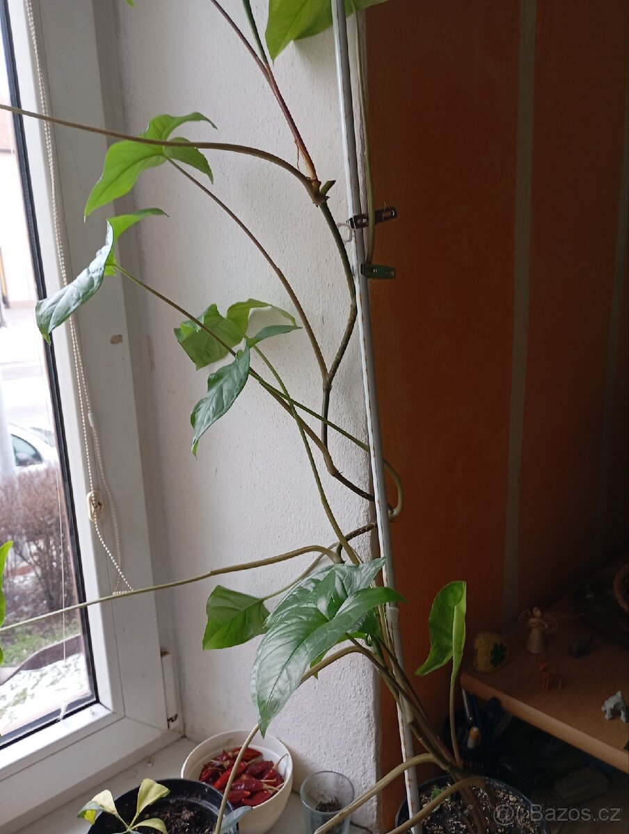 Syngonium podophylum - 3