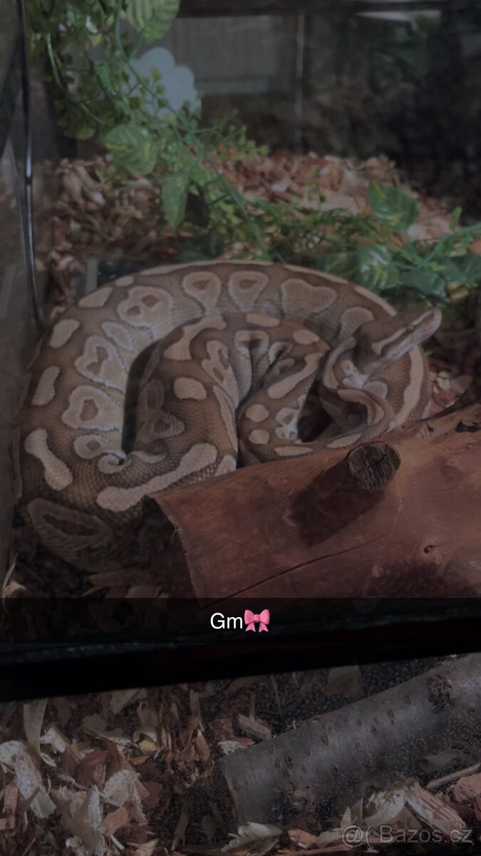 Python regius - krajta královská - 3