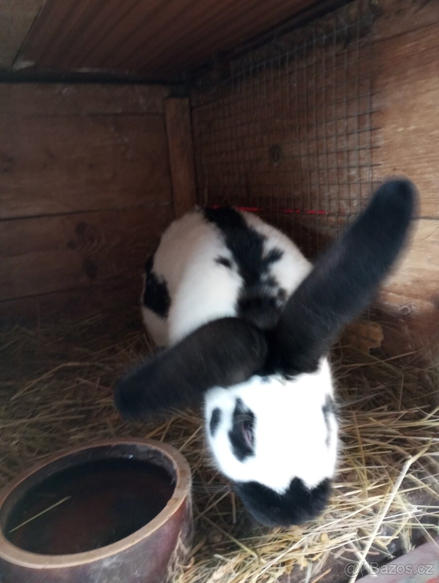 Samice i samci německý obrovitý strakáč a kříženci obrů - 3