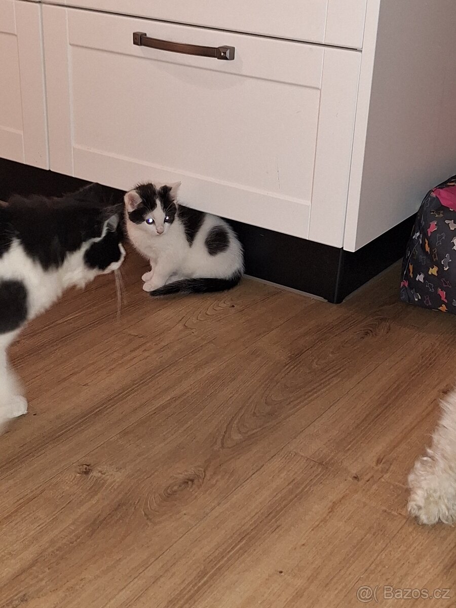 DARUJEME koťátka - 3