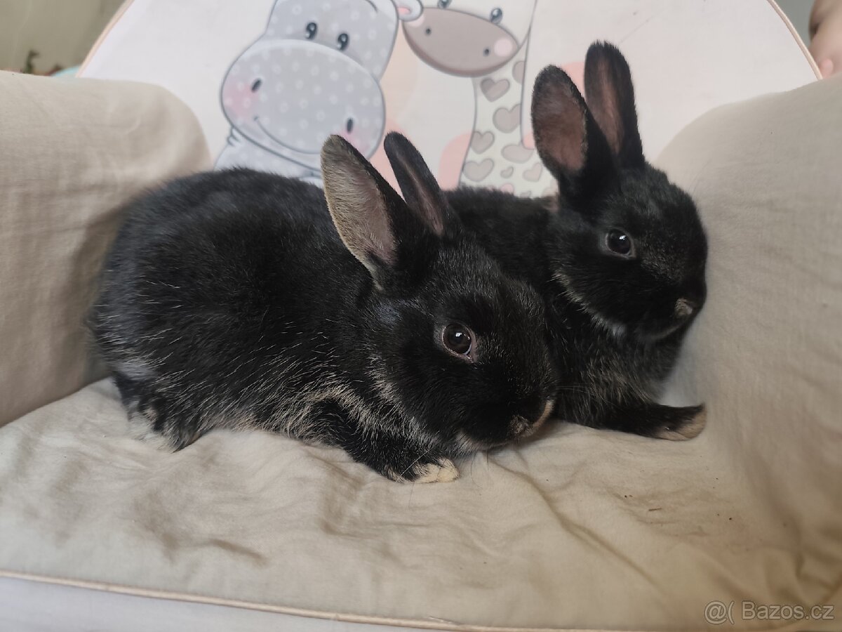 Zakrslý králík (rex x beránek) - 3