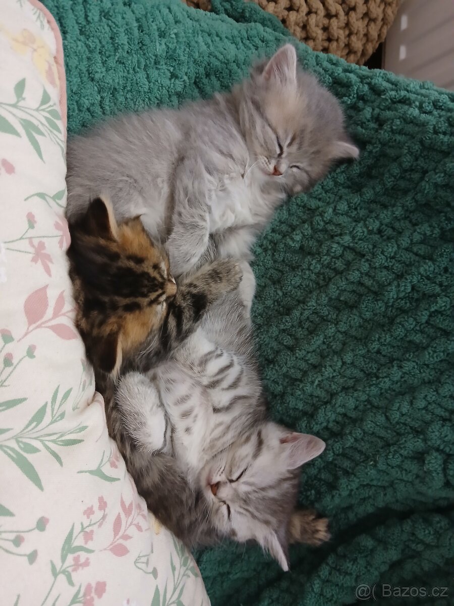 Britská koťátka - 3