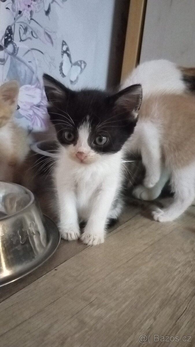 Koťátka zdarma - 3
