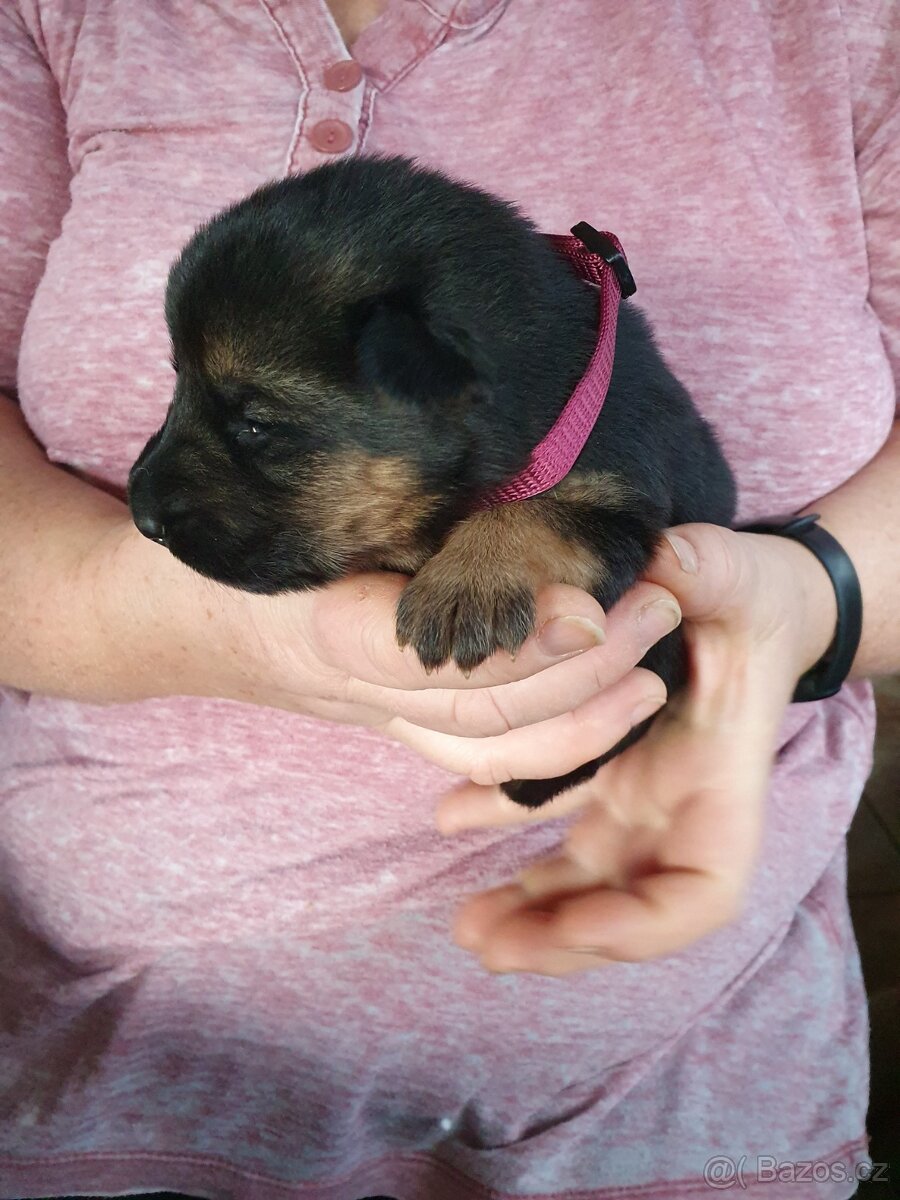 Německý ovčák bez PP - 3