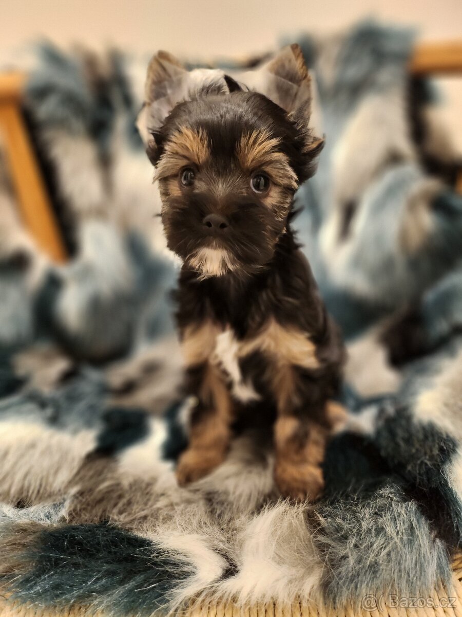 Jorkšírský teriér - 3
