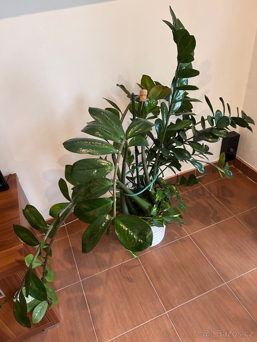 Zamioculcas 150cm Kulkas Zamiolistý sukulent zamiokulkas - 3