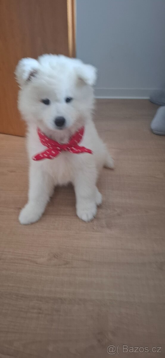 Samojed fenečka - 3