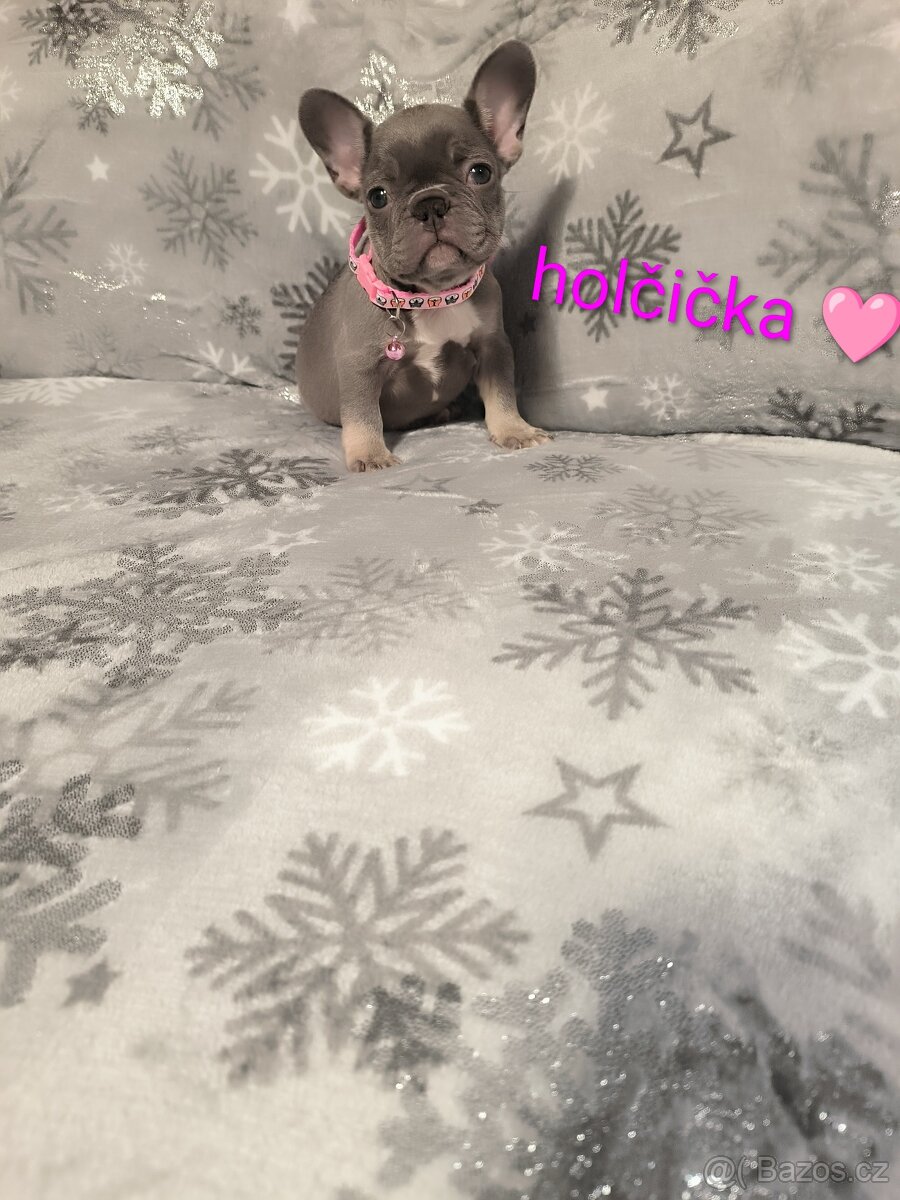 Francouzský buldoček - 3