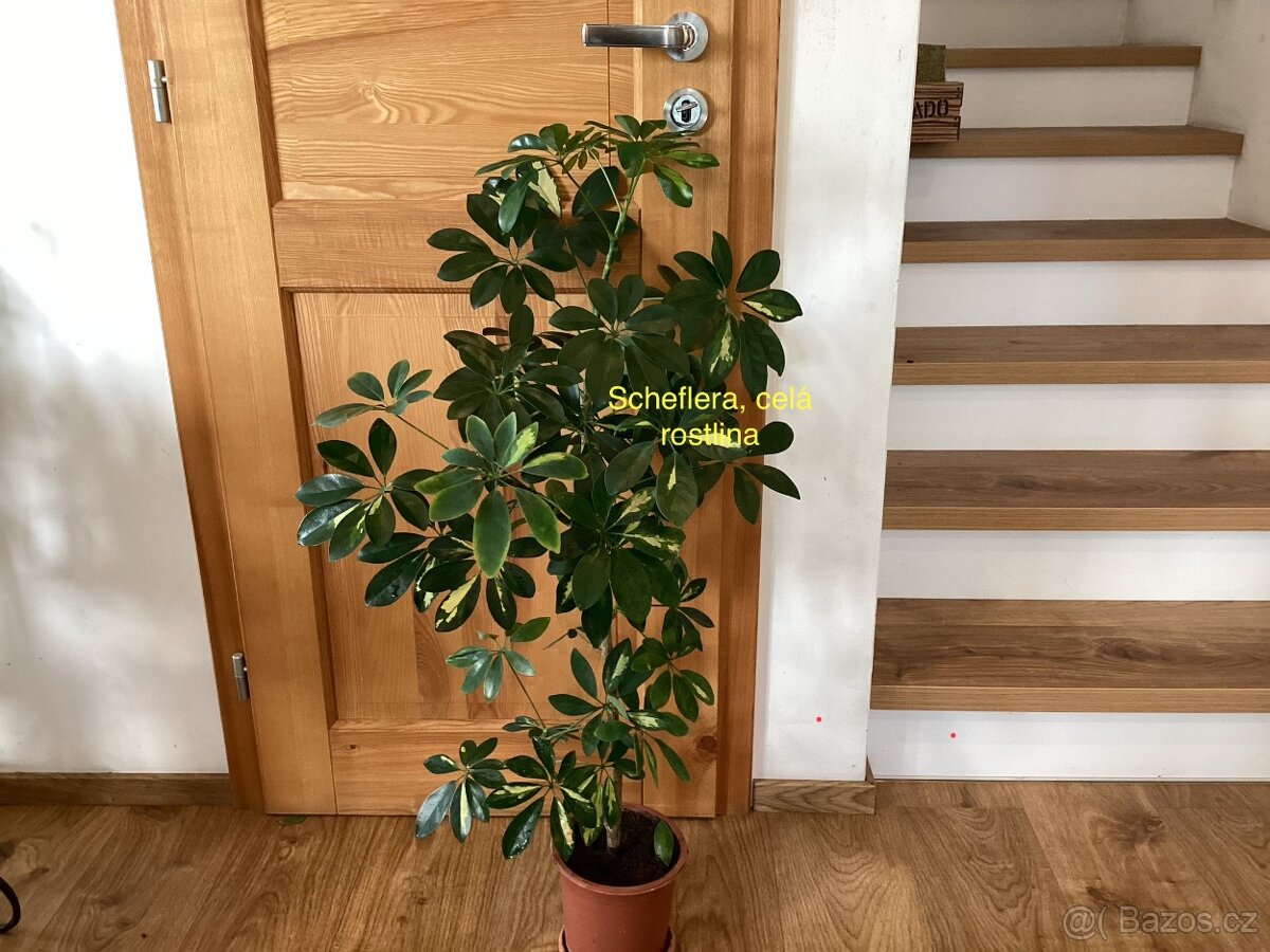 Pokojová kvetina - 3