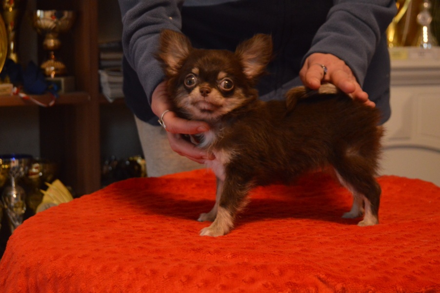 Čivava s PP - dlouhosrstá fenka k odběru - 3