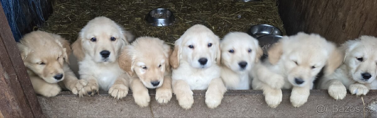 Štěňata Zlatý retrívr - 3
