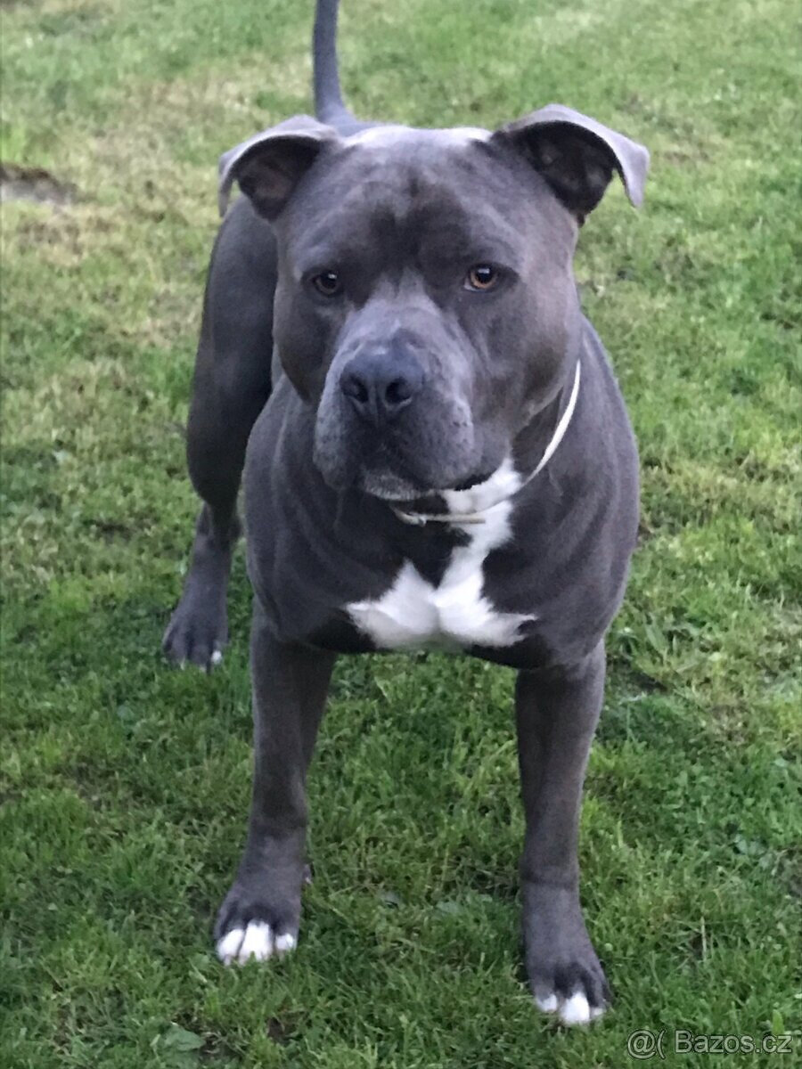 Americký Stafordšírský teriér, AST, Amstaf - KRYTÍ - 3