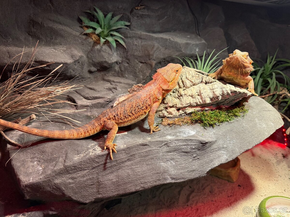AGAMA VOUSATÁ DVĚ SAMIČKY - 3