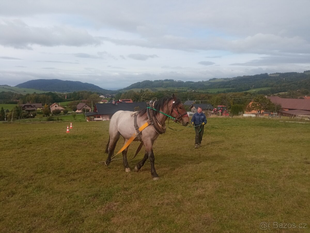 Prodám Slezského Norika - 3