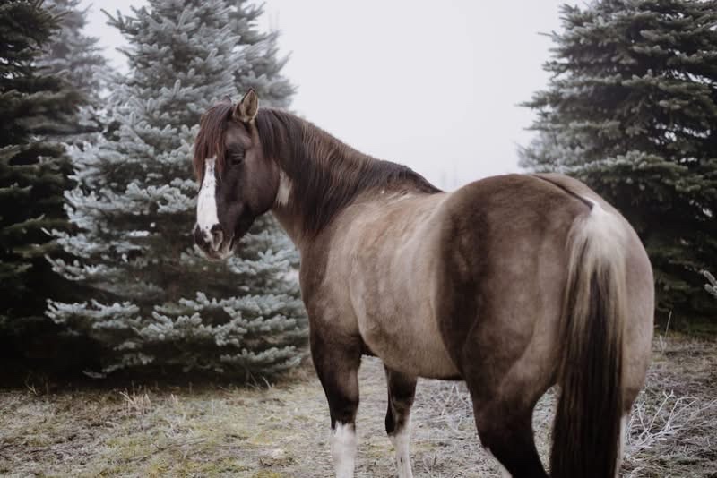 Apha žrebec pripustanie - 3