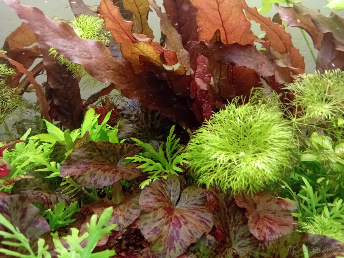 Akvarijní rostliny - 3