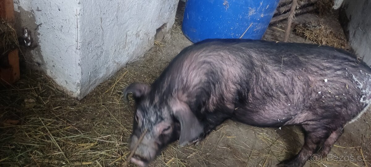 Klapouché prase - 3