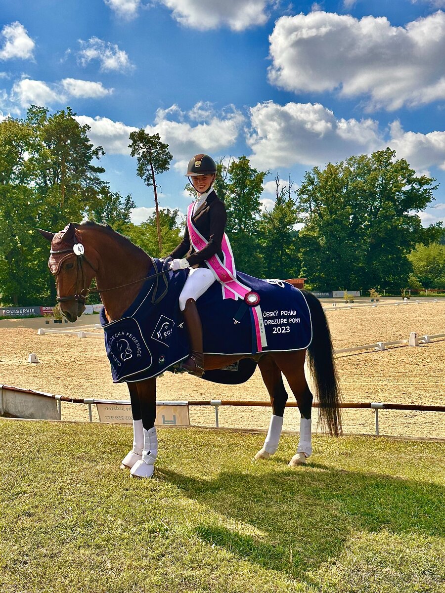 FEI Drezurní pony valach - 3