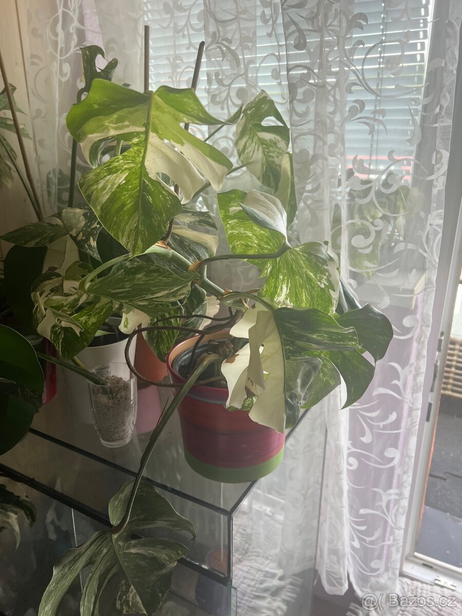 Monstera Albo - 3