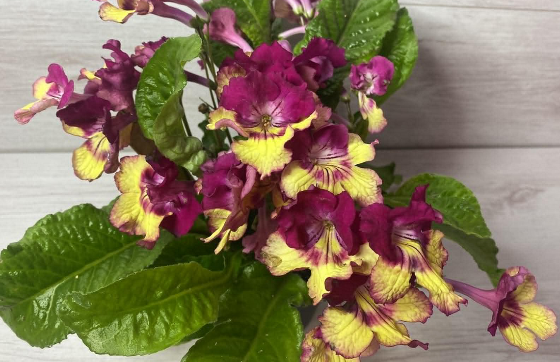 Streptocarpus - tořivka - 3