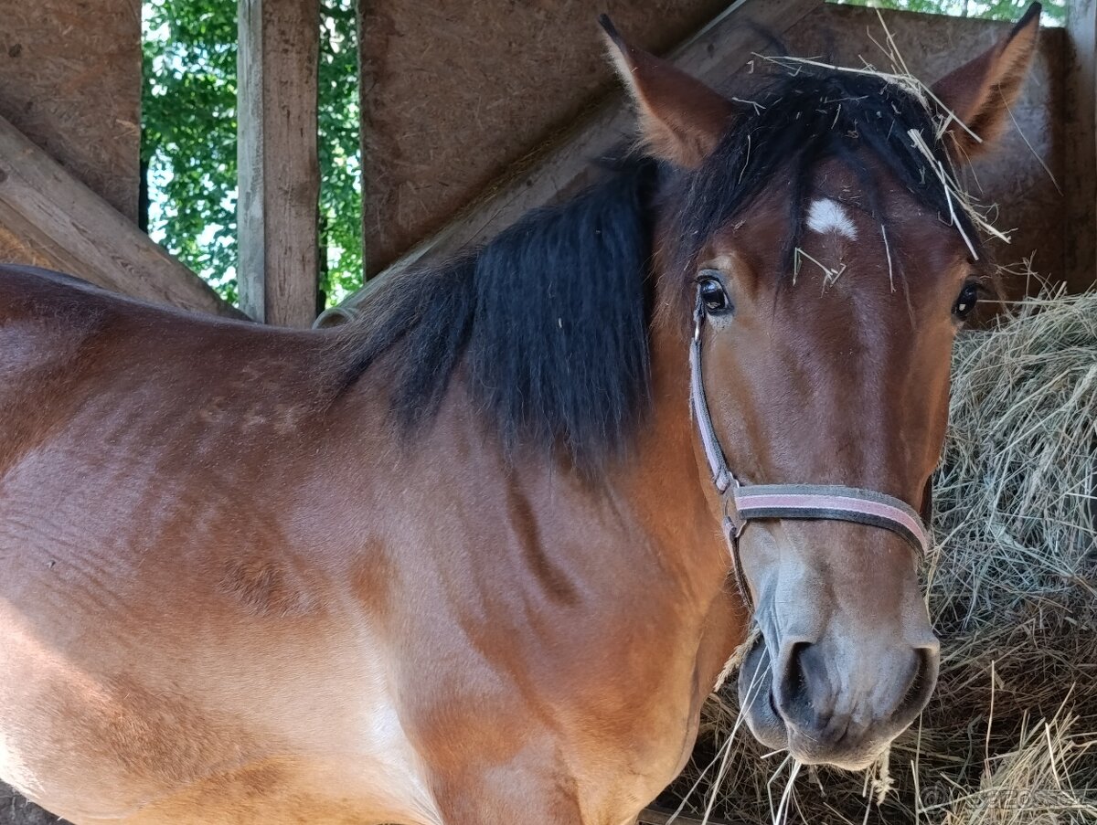 Prodám hřebečka / valacha ČMB - 3