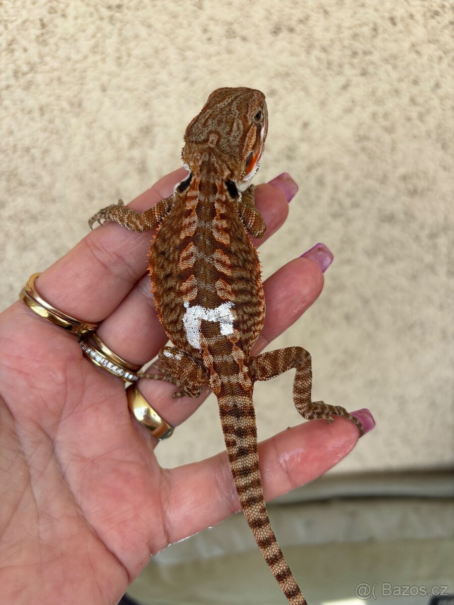 Agama vousata - samička het Trans het Hypo 100% het Witb. - 3